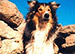 Imagen de la serie Lassie